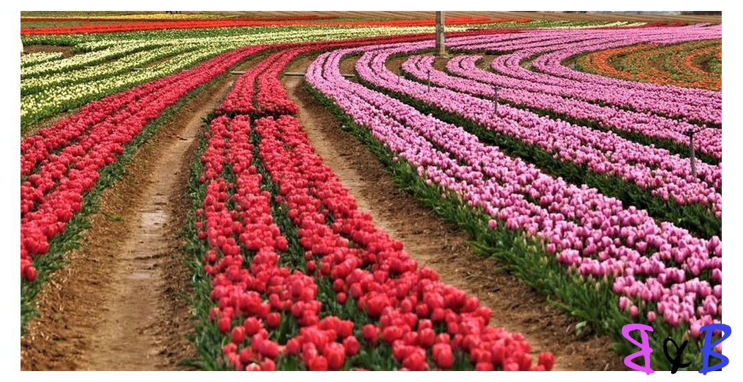Photo de l'article Lurs, sur le chemin des tulipes
