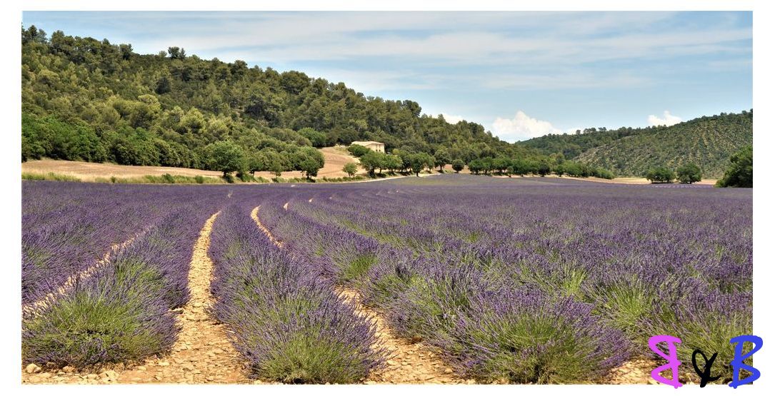 Photo de l'article Valensole les lavandes
