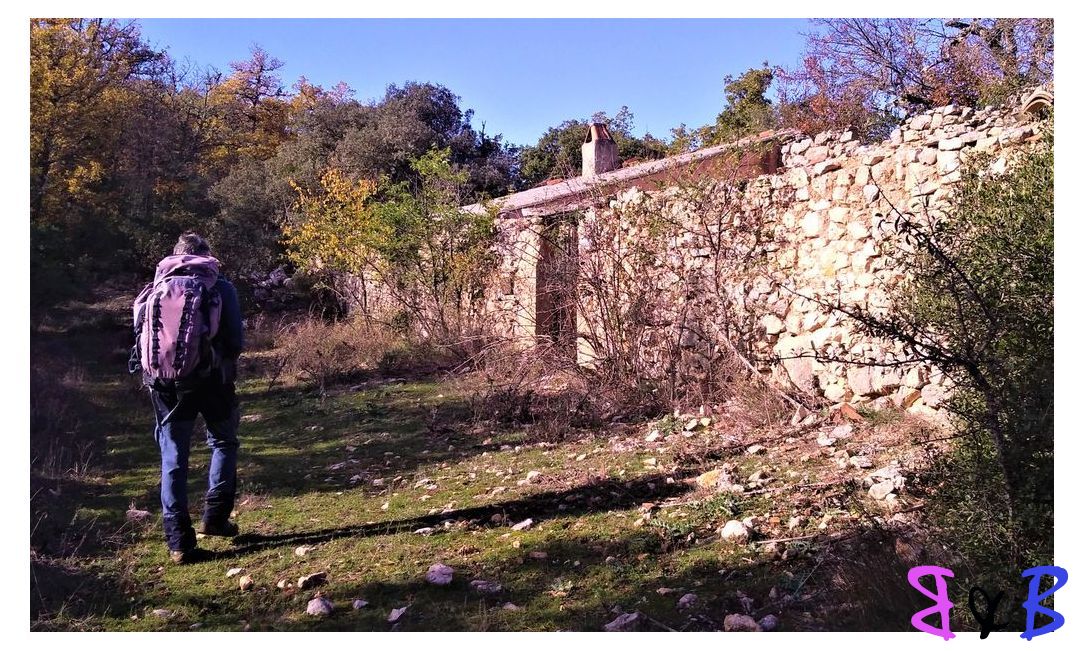 Photo de l'article La forêt de la Gardiole