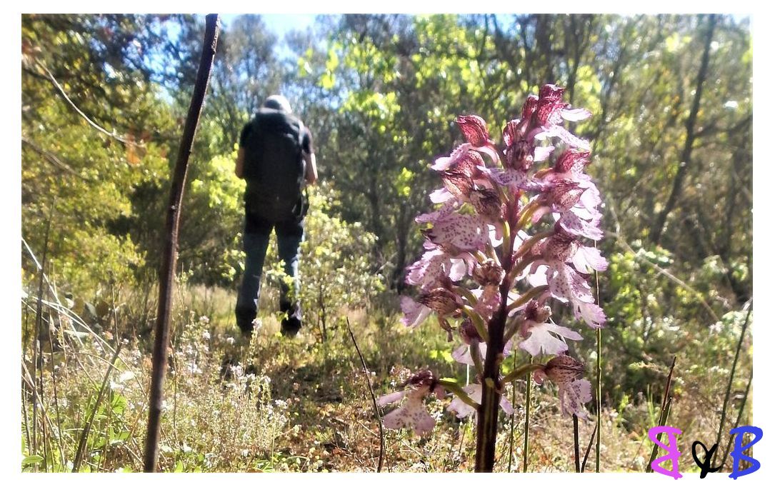 Photo de l'article Du côté de Ginasservis