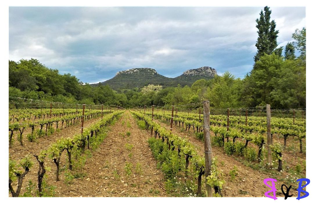 Photo de l'article Les Jumelles de Monoblet