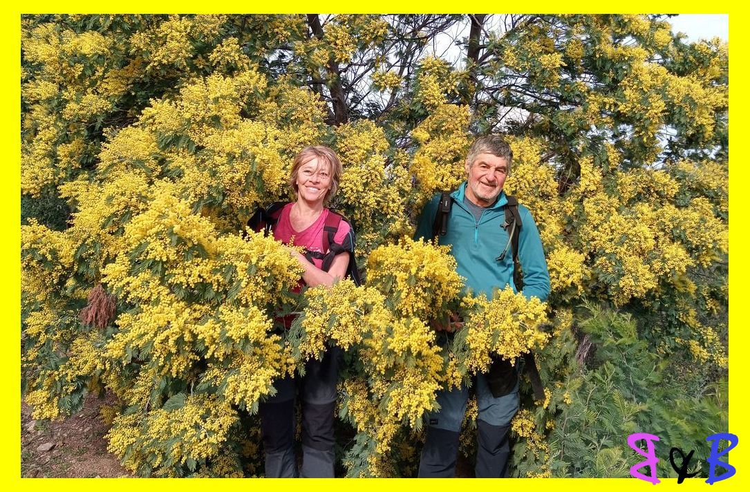 Photo de l'article Les Issambres couleurs mimosas