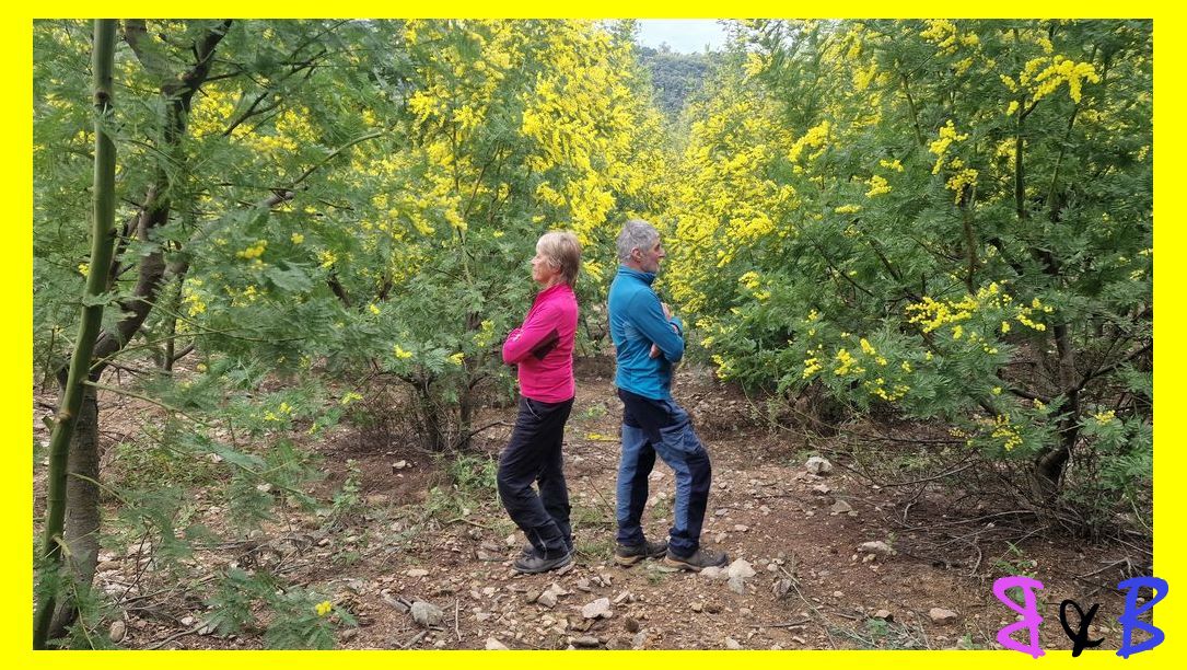 Photo de l'article Mandelieu - Mimosa, la forêt du Grand Duc