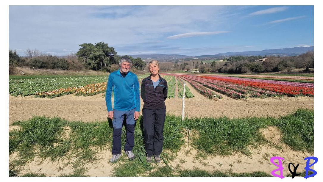 Photo de l'article Entre tulipes et Mourres